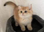 Sanya - British Shorthair Kitten For Sale - Phoenix, AZ, US