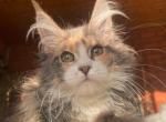 Cici Polydactyl - Maine Coon Kitten For Sale - Miami, FL, US