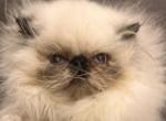 Tortie point girl - Persian Kitten For Sale - 