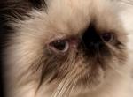 Tortie point girl - Persian Kitten For Sale - 