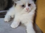 Archie - Ragdoll Kitten For Sale - 