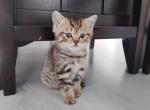 Scottish straight male and female - Scottish Straight Kitten For Sale - 