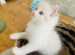 Franklin - Ragdoll Kitten For Sale - Ocala, FL, US