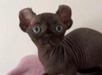 Dwelf sphynx bambino boy and girls - Bambino Kitten For Sale - Miami, FL, US