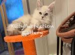 Quest - Maine Coon Kitten For Sale - Philadelphia, PA, US