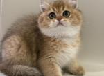 Yoka - British Shorthair Kitten For Sale - Bellevue, WA, US