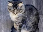 Arkham - Siberian Cat For Adoption - Murray, UT, US