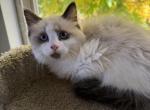 Full Ragdolls - Ragdoll Kitten For Sale - Gurnee, IL, US