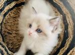 Seraphina - Ragdoll Kitten For Sale - Ocala, FL, US