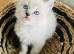 Caspian - Ragdoll Kitten For Sale - Ocala, FL, US