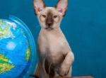 Alidel Ethel - Peterbald Kitten For Sale