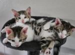 Sweety24 - Bengal Kitten For Adoption - Houston, TX, US