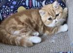 Persian Male Red White Kitten One - Persian Kitten For Sale - 