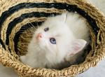 Aslan - Ragdoll Kitten For Sale - Ocala, FL, US