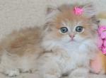 Mira - Scottish Straight Kitten For Sale - Hollywood, FL, US