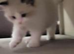 Sunny - Ragdoll Kitten For Sale - 