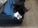 panda - American Shorthair Kitten For Adoption - 