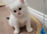 Sky - Ragdoll Kitten For Sale - 