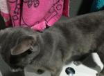 Stripes - Russian Blue Kitten For Adoption - 