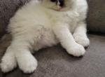 Misty - Ragdoll Kitten For Sale - 