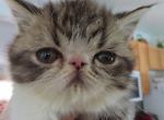 Persian Male Black Tabby Kitten - Persian Kitten For Sale - Stroudsburg, PA, US