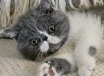 Dumpling & Romeo's litter - Persian Kitten For Sale - Warminster, PA, US