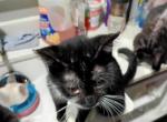 Midnight - American Shorthair Cat For Adoption - 