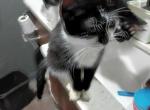 srteak - American Shorthair Kitten For Adoption - 