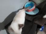 fluffy - Siamese Kitten For Adoption - Fayetteville, NC, US