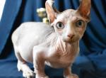 Marseilles - Bambino Kitten For Sale - Norwalk, CT, US