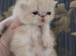 Exotic Shorthair Female Cream White Kitten - Exotic Kitten For Sale - Stroudsburg, PA, US