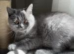 Flinn - British Shorthair Kitten For Sale - 