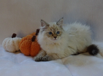 Purple  EXTRA LOW Allergen Range - Siberian Kitten For Sale - 