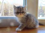 Persian Female Tortoiseshell Kitten - Persian Kitten For Sale - Stroudsburg, PA, US