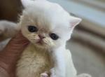 Persian Male White Kitten - Persian Kitten For Sale - Stroudsburg, PA, US