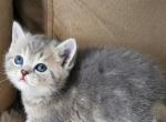 Sky - Scottish Straight Kitten For Sale - Brooklyn, NY, US