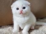 Mia - Scottish Fold Kitten For Sale - Brooklyn, NY, US