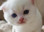 Snow - Scottish Fold Kitten For Sale - Brooklyn, NY, US