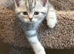 Scottish Straight Male - Scottish Straight Kitten For Sale - 