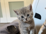 MALE 2 Scottish Straight Blue Marble - Scottish Straight Kitten For Sale - 