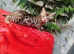 Alpha - Bengal Kitten For Sale - 