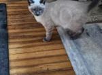 Zip - Siamese Kitten For Sale - Waupaca, WI, US