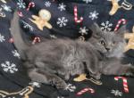 himalayan mix1 - Himalayan Kitten For Sale - Seaford, NY, US