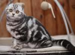 Judy Scottish Fold female black silver tabby - Scottish Fold Kitten For Sale - Miami, FL, US