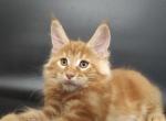 Yan Maine Coon male red - Maine Coon Kitten For Sale - Miami, FL, US