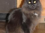 Angel - Maine Coon Kitten For Sale - 