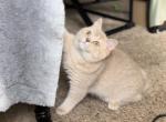 Mabel - British Shorthair Kitten For Sale - Johns Creek, GA, US