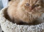 Orange Persian - Persian Kitten For Sale - Gurnee, IL, US