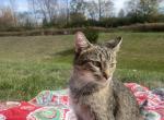 Princess - American Shorthair Kitten For Sale - Fairborn, OH, US