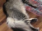 Dolly - Maine Coon Kitten For Sale - Clark, WY, US